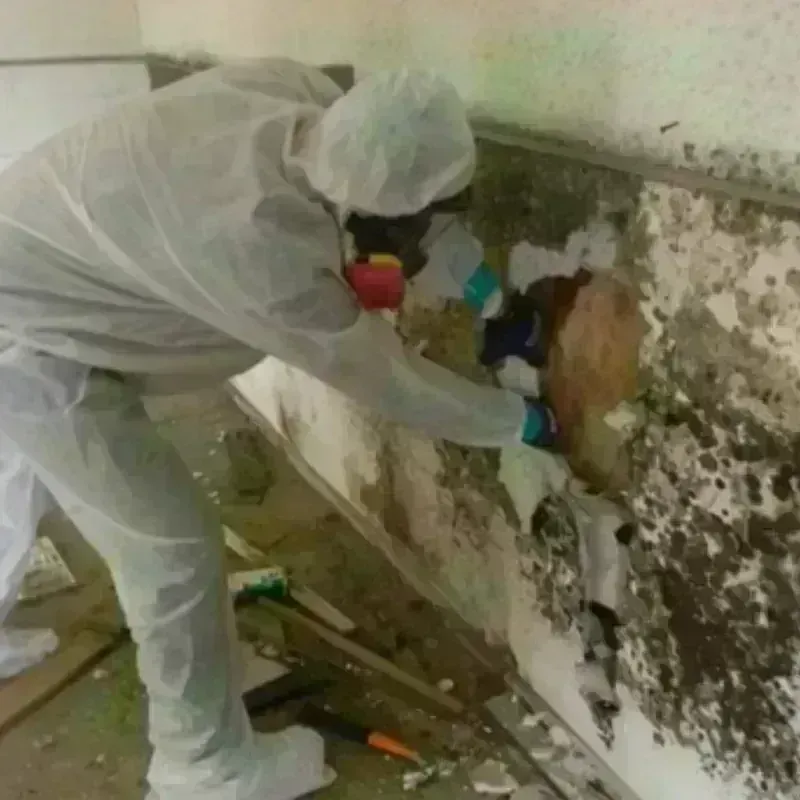 Mold Remediation and Removal in Hurley, NM